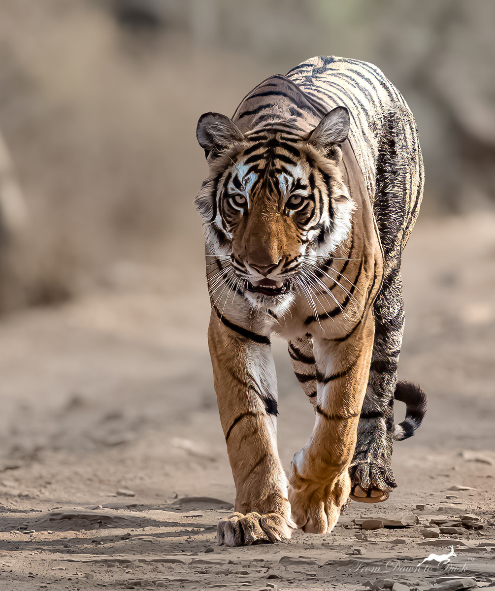 Bengal tiger walking toward camera