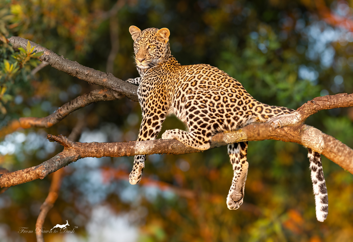 Leopard resting on a tree branch