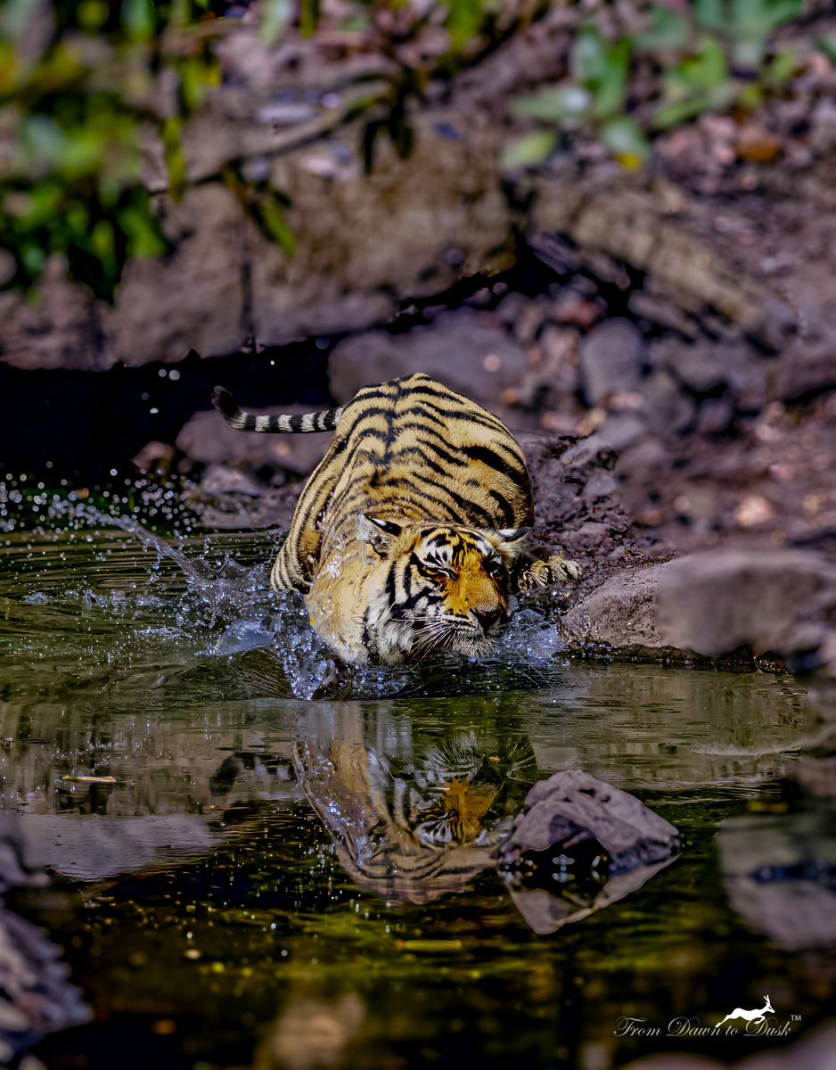 Tiger splashing through a waterhole