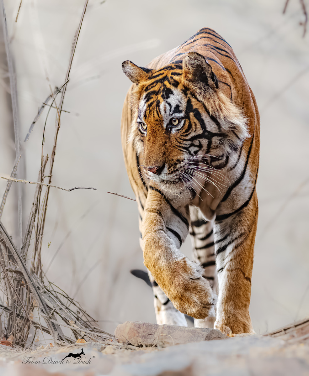 Tiger stalking through dry grass